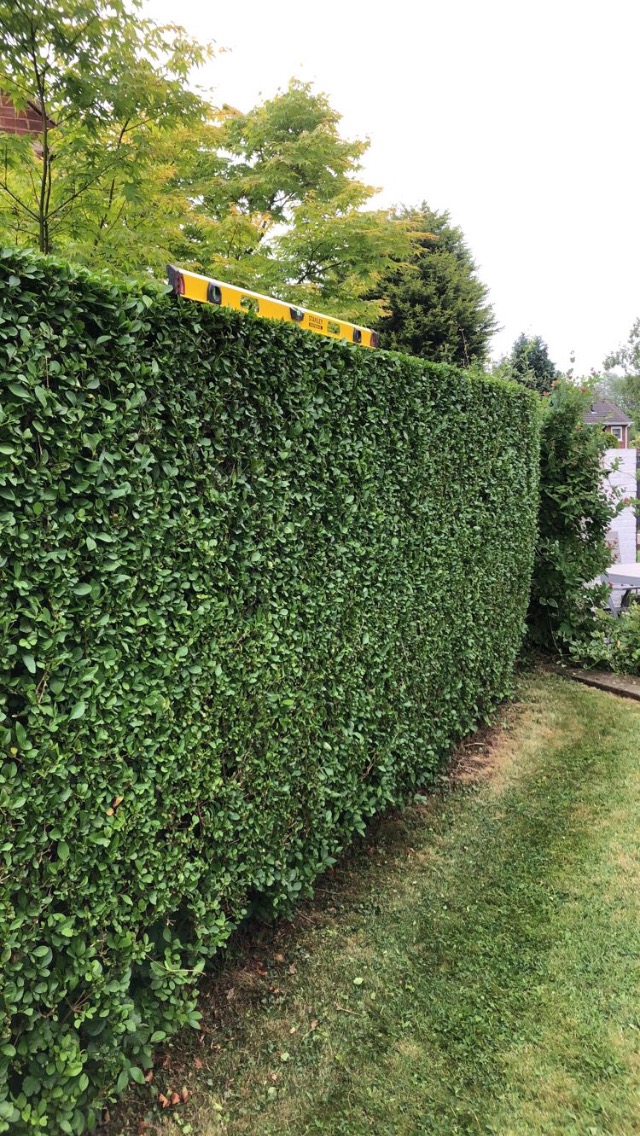 A hedge trimmed perfectly level, with a spirit level laid along the top to check it